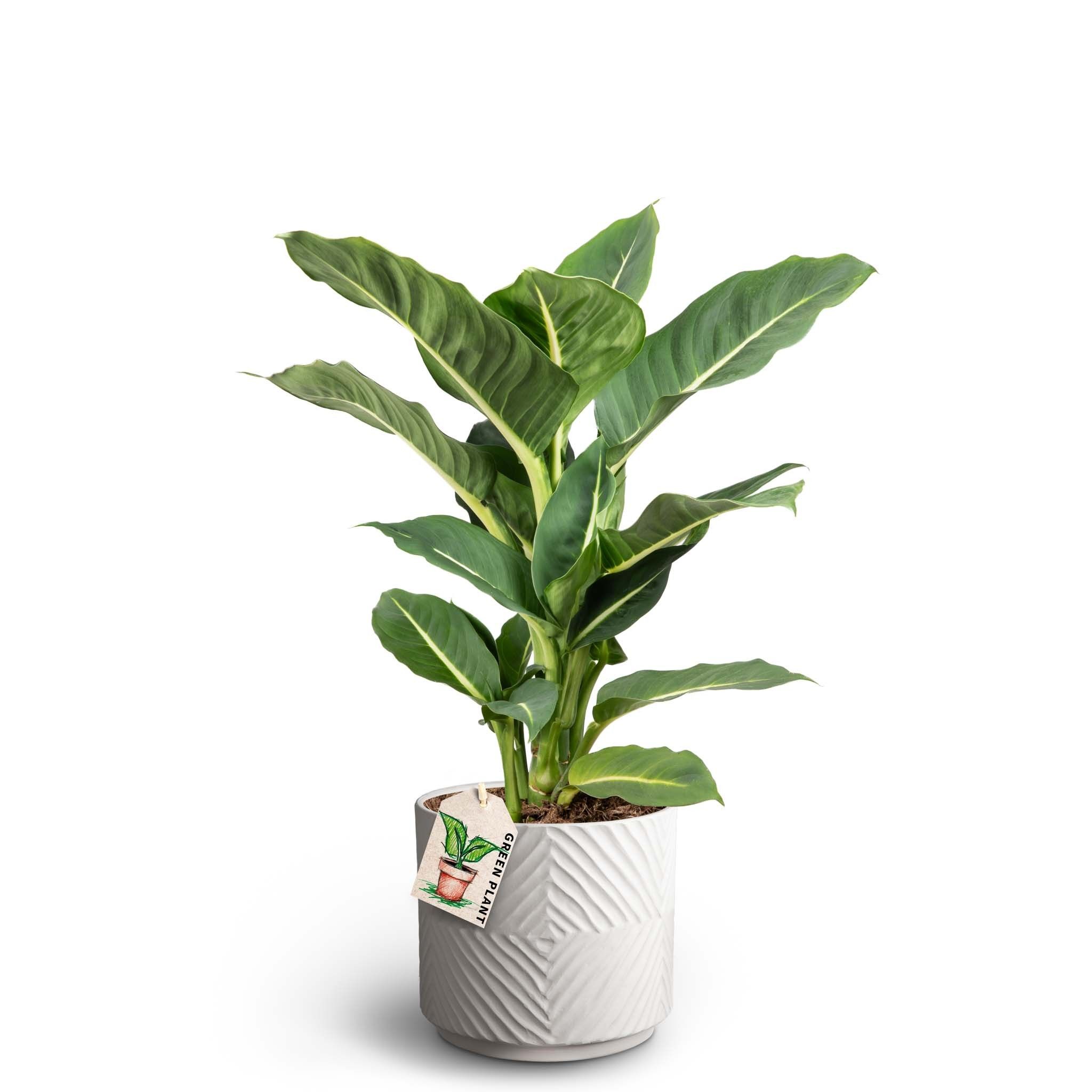 Dune Sand, Dieffenbachia ´Green Magic´, D 19