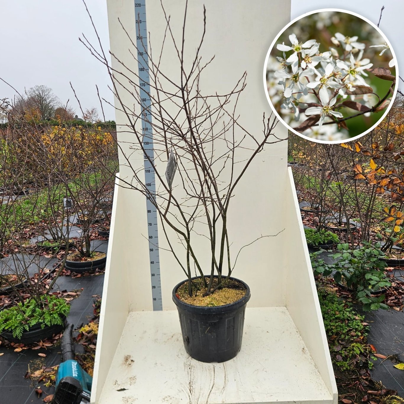 Amelanchier lamarckii, D 55