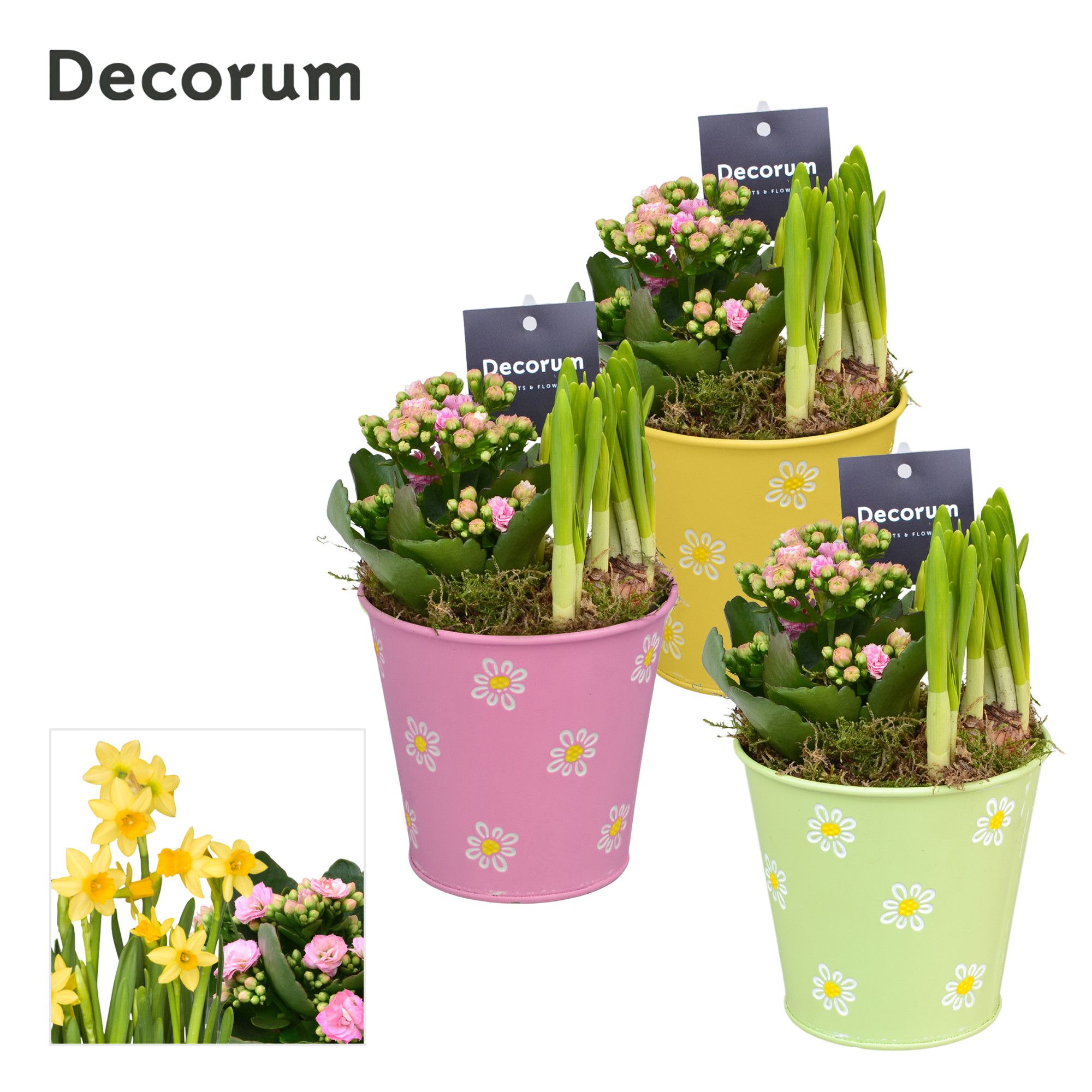 Calandiva & Narcis Fleur Grande GM HL23547, D 13