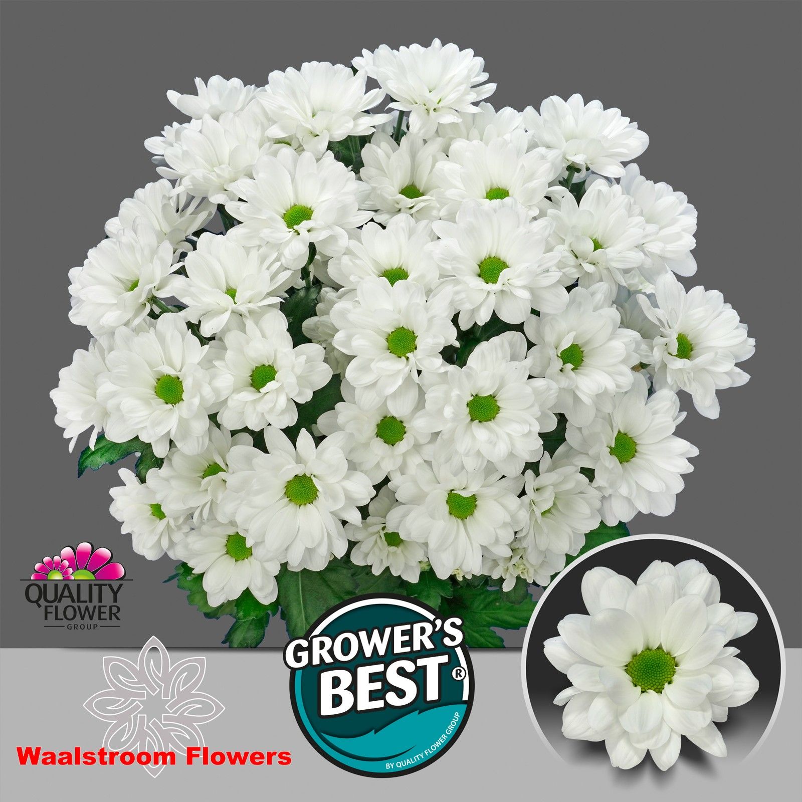 Хризантема куст. Илонка 70 (бел.), шт.