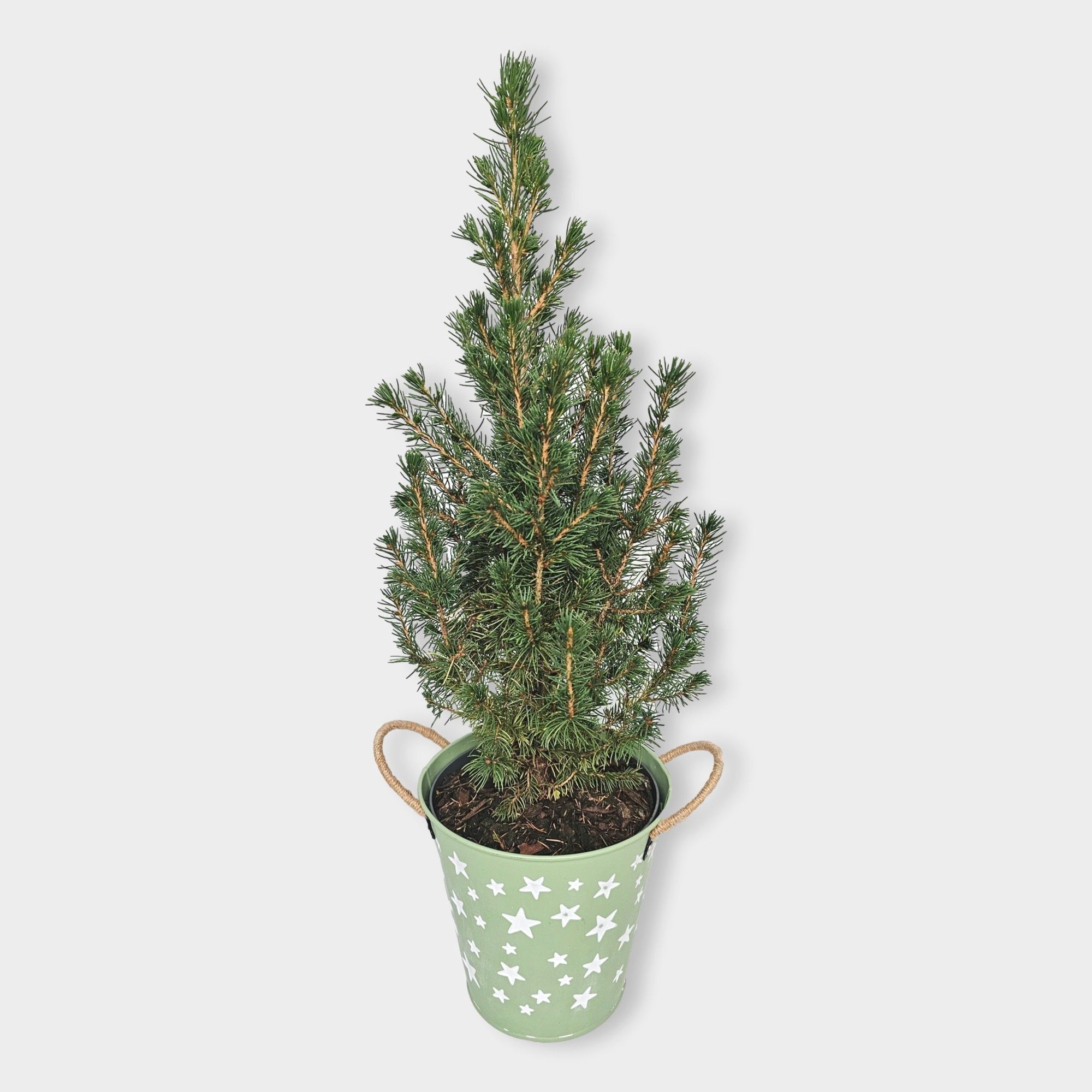 Picea glauca 'Conica' 55cm in zink groen, D 15 cm