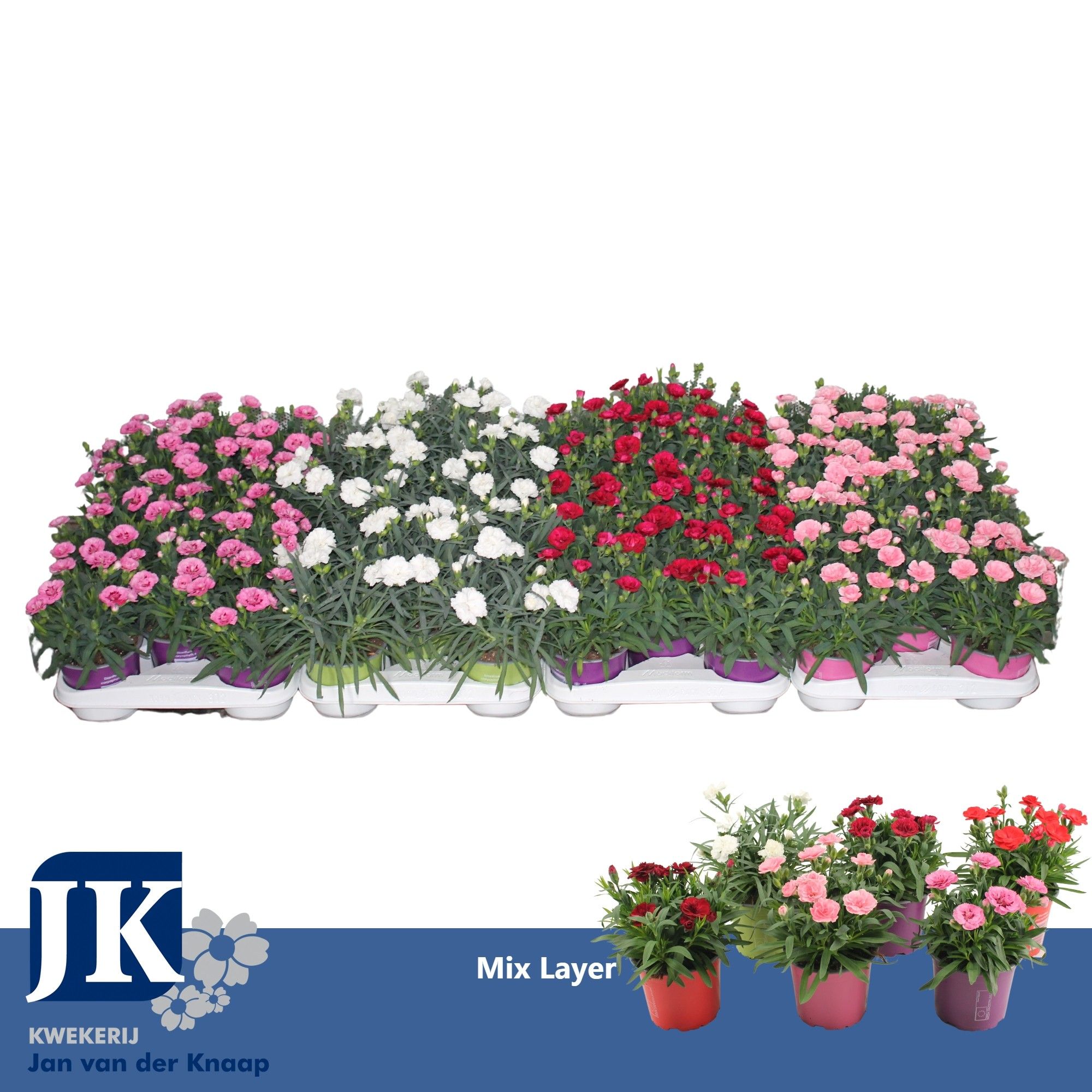 Dianthus P12 mix per laag TST, D 12