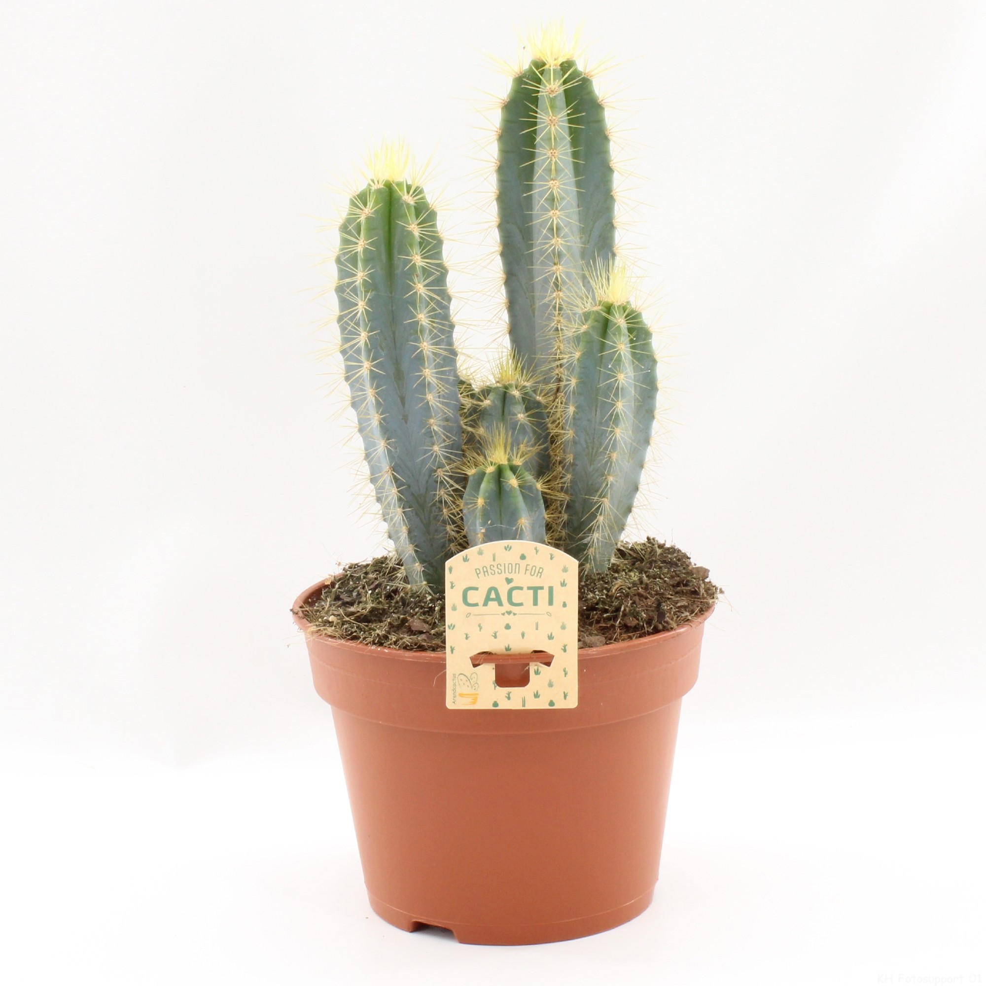 Pilosocereus azureus 17 cm, D 17