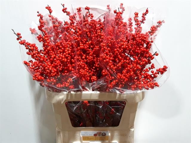 Илекс Красные ягоды 80, шт.