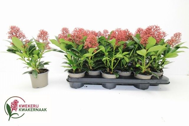 Skimmia Japonica Rubella 2, D 10,5