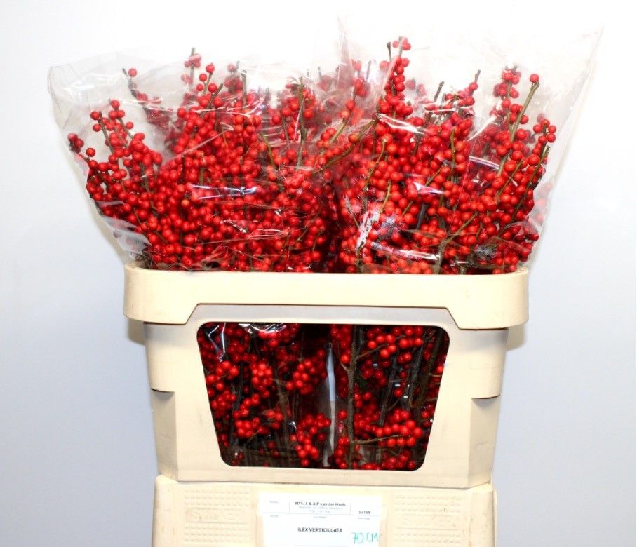 Илекс Красные ягоды 70, шт.