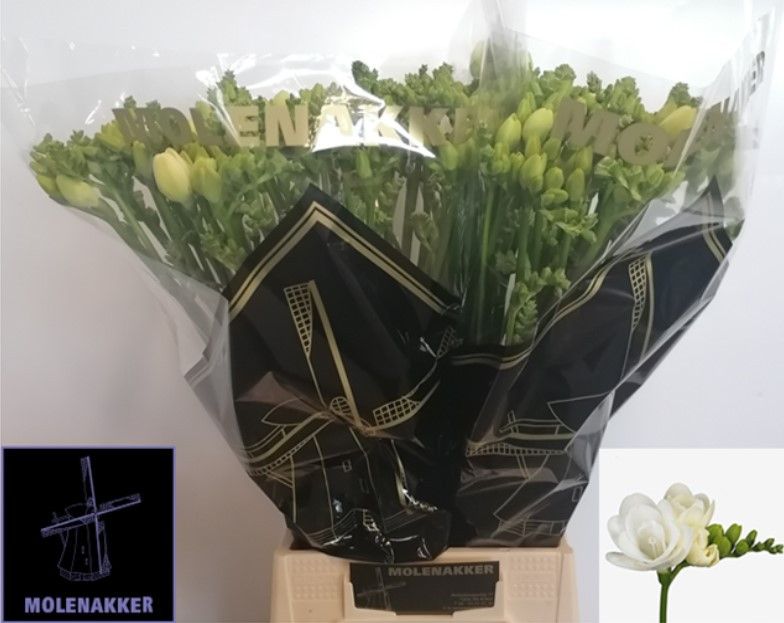 Фрезия дв. Эссенс 55 (бел.), шт.