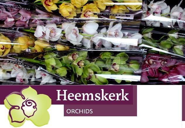 Цимбидиум Микс x9 60, шт.