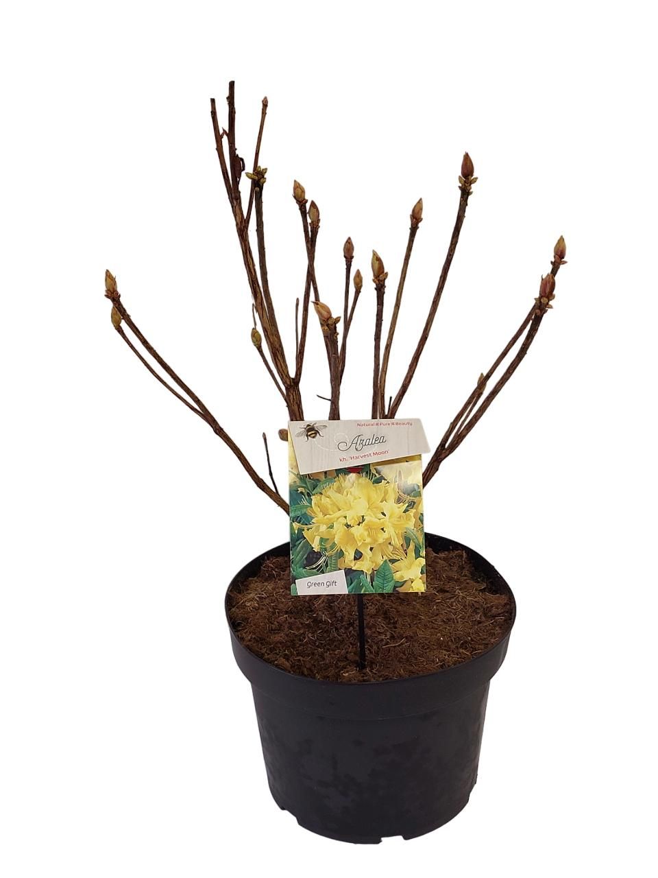 Rhodo. (AK) 'Harvest Moon' yellow, D 29