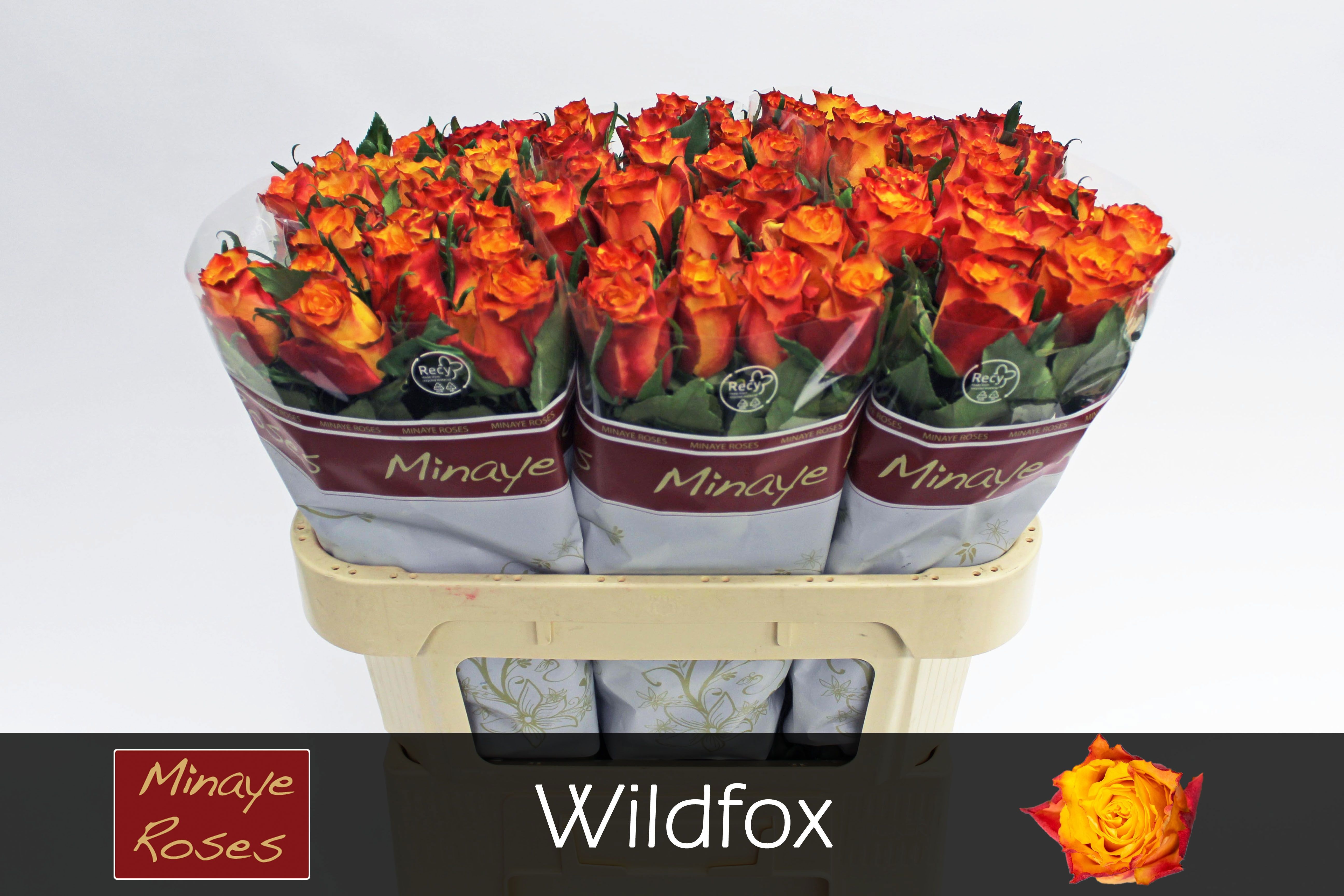 Роза од. Вайлдфокс 70, шт.