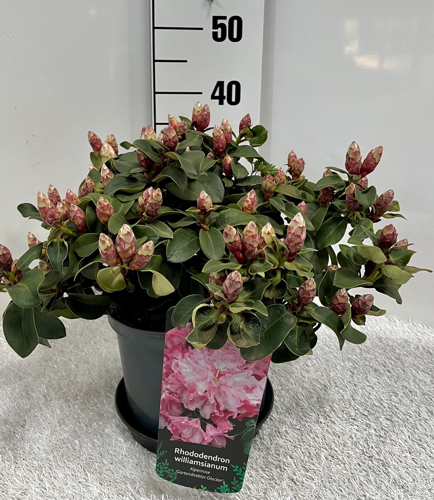 Rhododendron will. 'Gartendirektor Glocker', D 23
