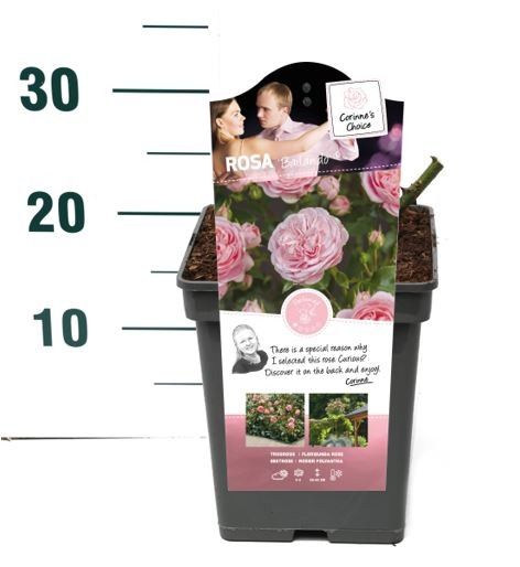 Rosa 'Bailando' - Struik - VP5 - Categorie 3, D 23