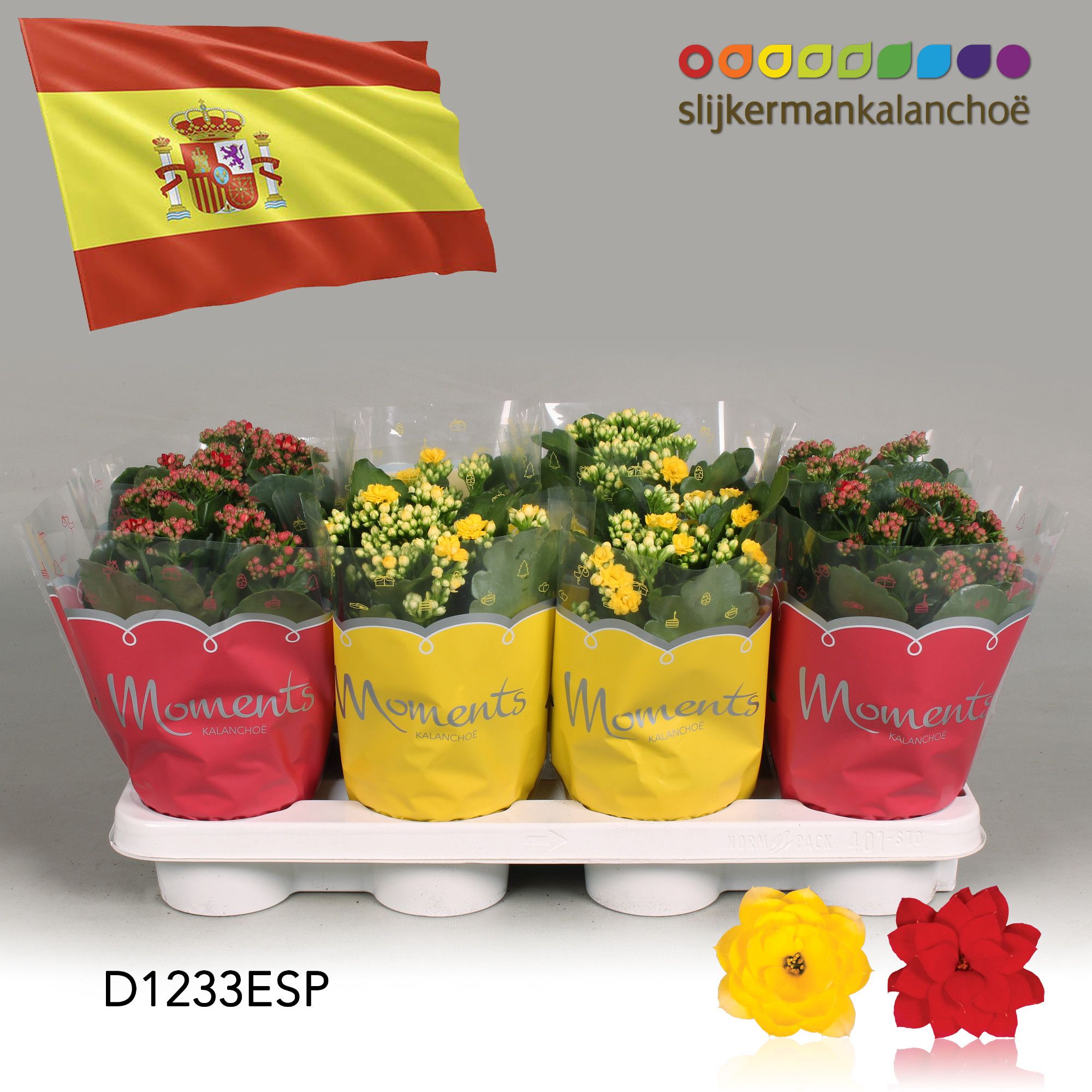 Kalanchoe Moments - Spain flag, D 12