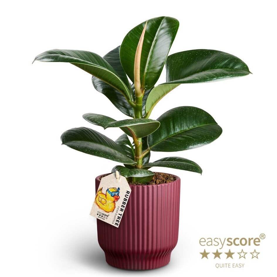 Nordic Aubergine, Ficus elastica ´Sofia', D 12