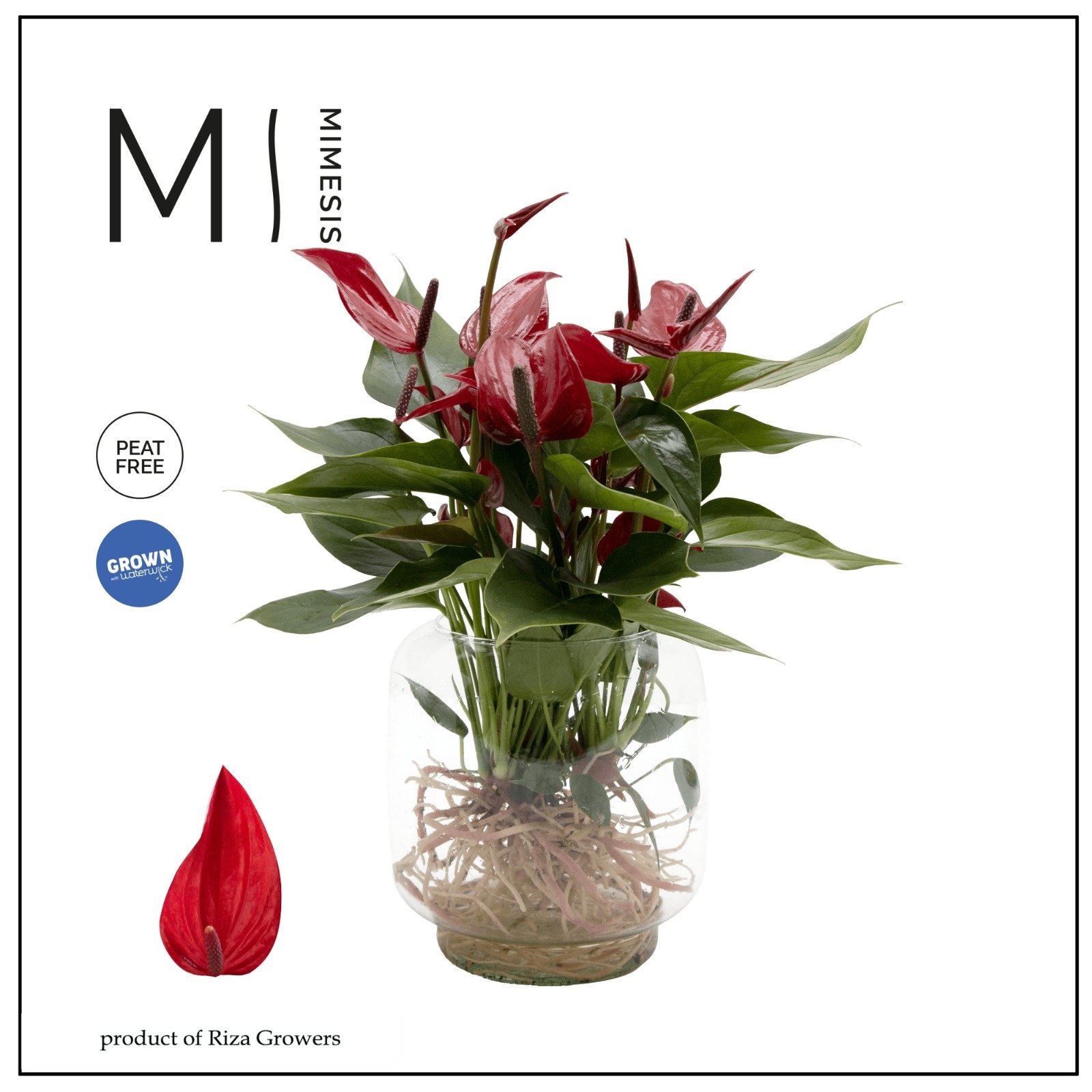 Mimesis Anthurium KARMA Banderola Lava - Aqua di Karma Chicago M, D 10