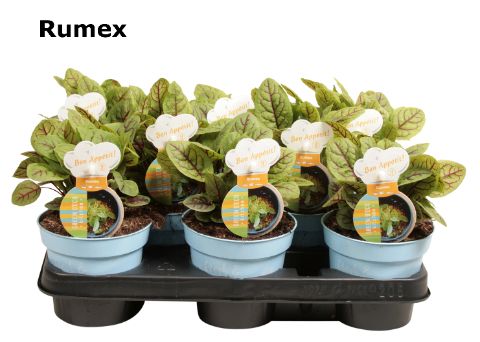 Rumex, D 12