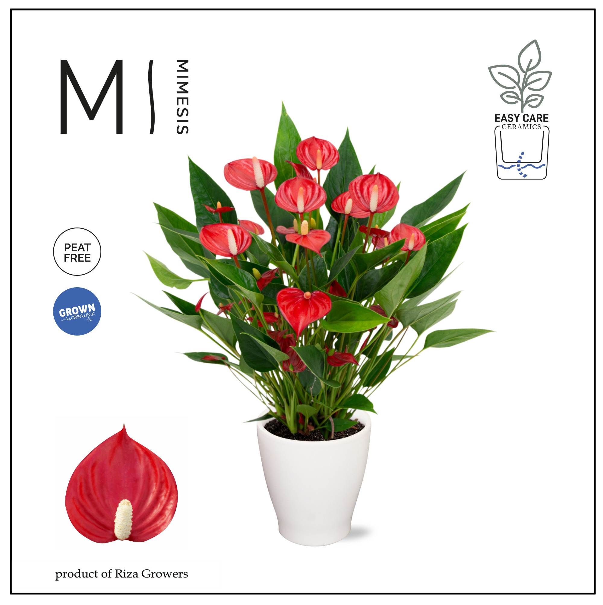 Mimesis Anthurium KARMA Million - Carolina White, D 12