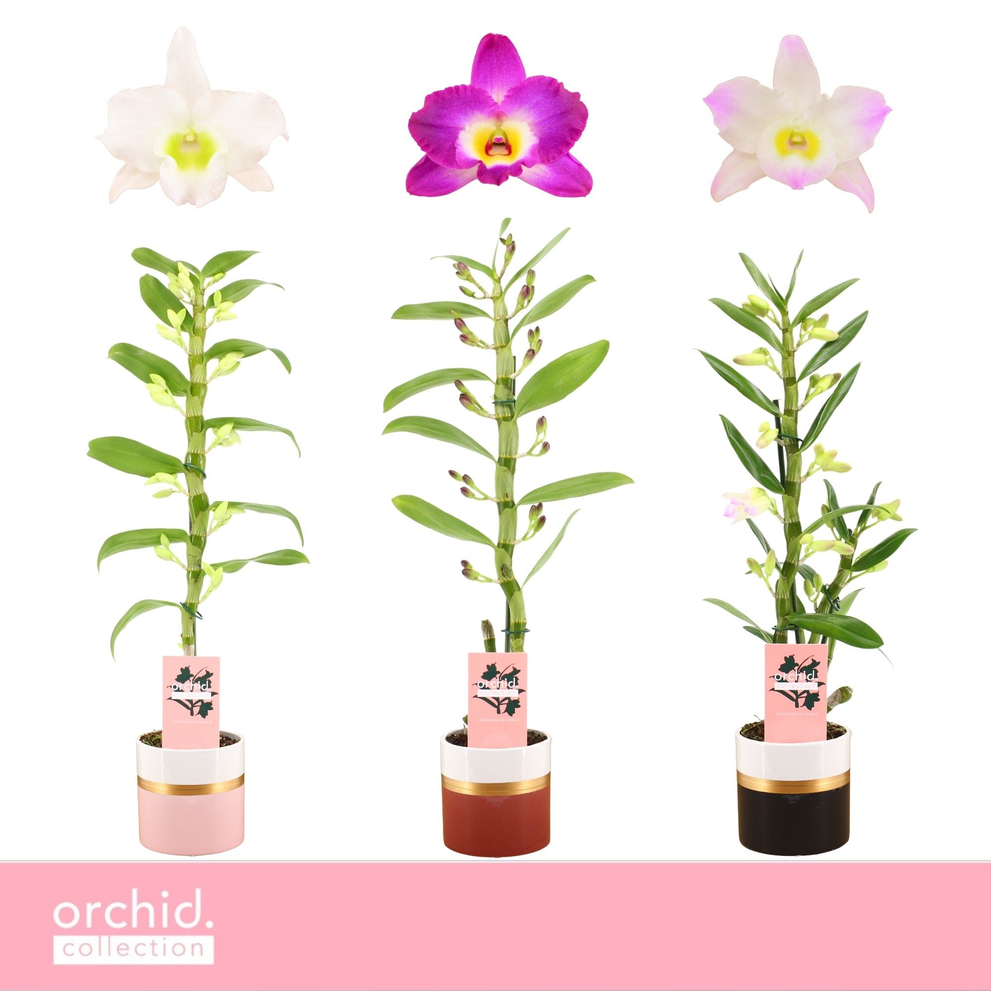 Dendrobium Nobilé, Mix 1-spike in Dolomite Horizon 'Orchid Collection', D 12