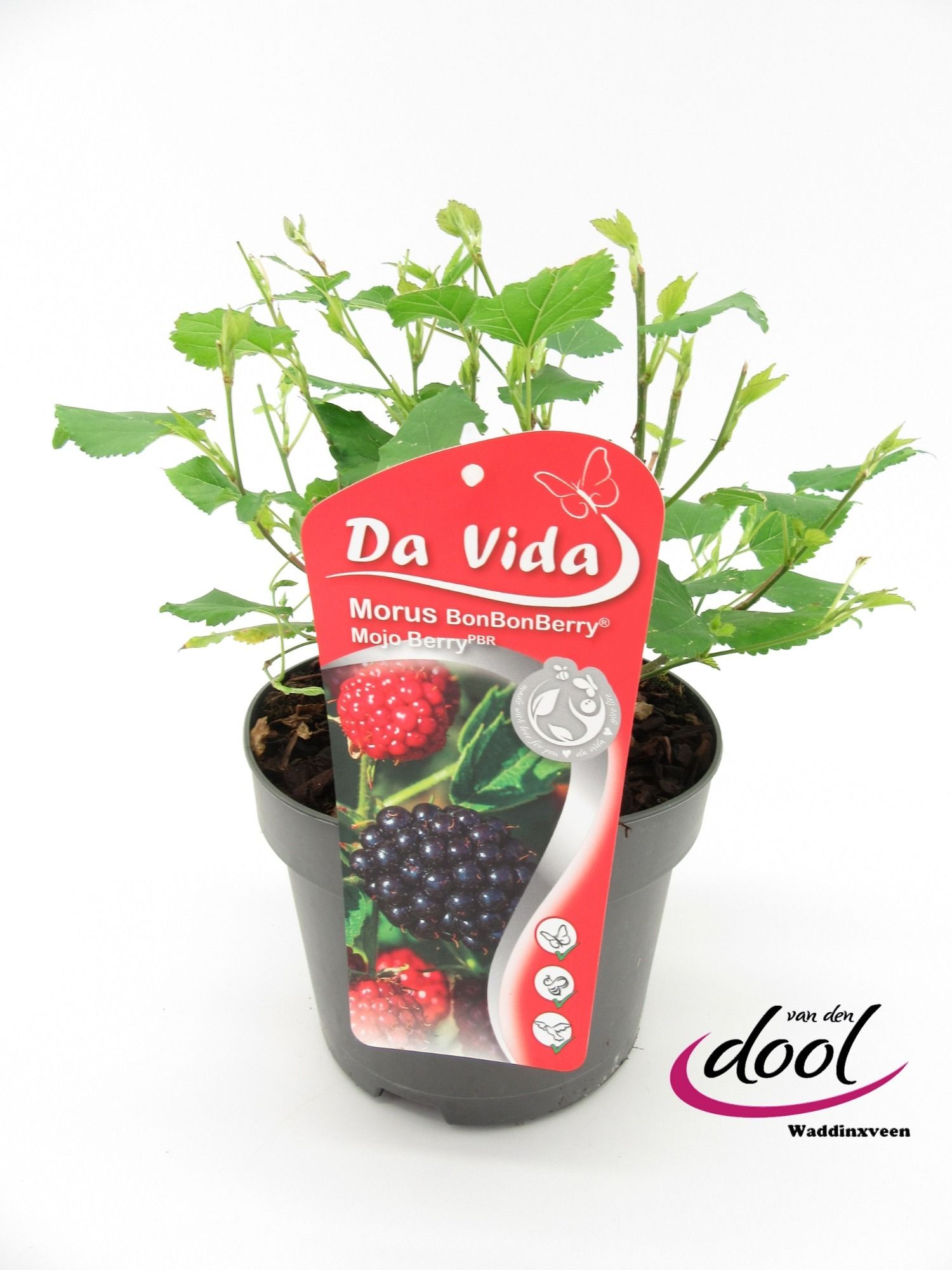 Morus rot. Mojoberry, D 19