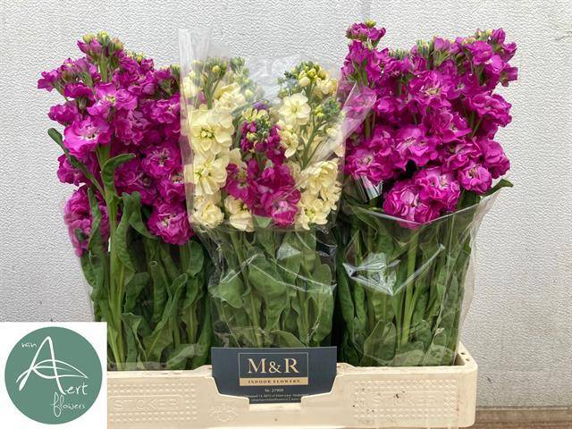 Маттиола од. Микс 60, шт.