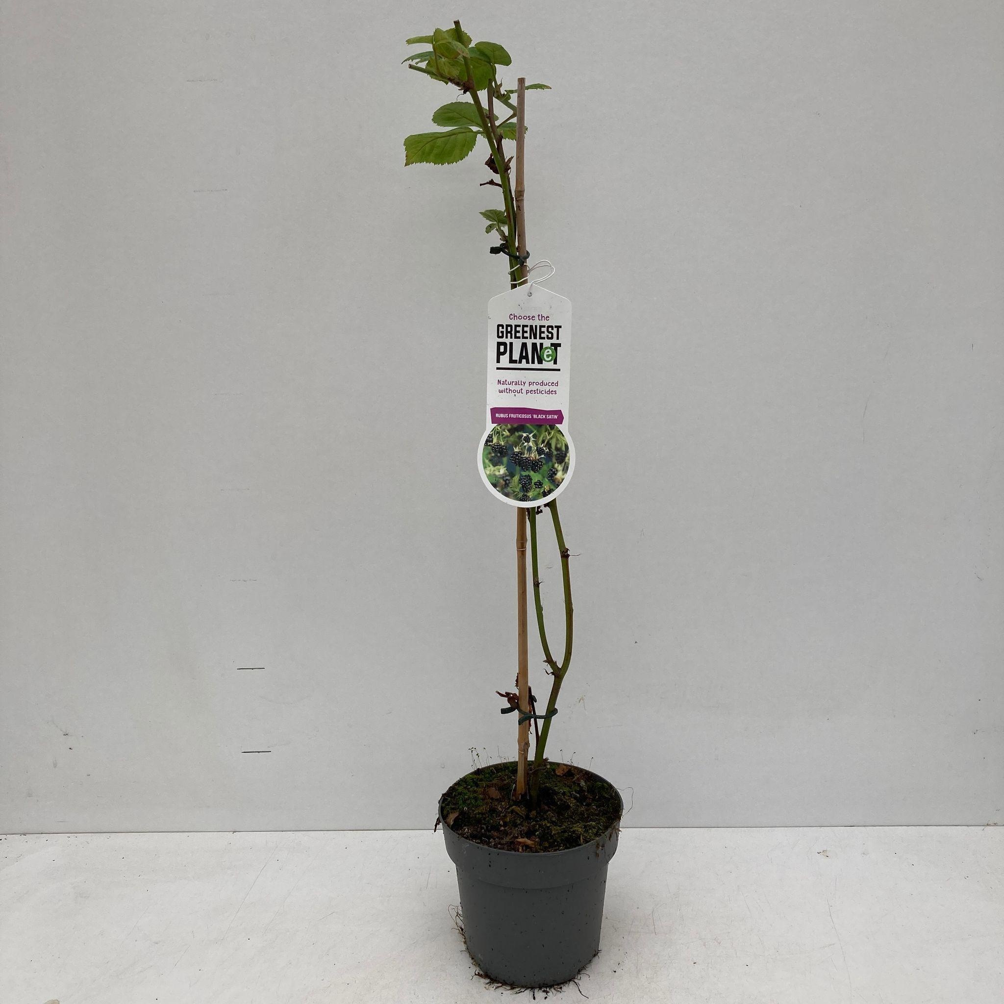 Rubus fruticosus 'Black Satin' - gestokt, D 17