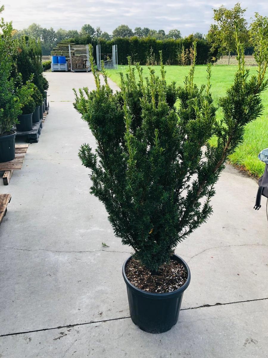 Taxus media 'Hillii', struik, D 40 cm
