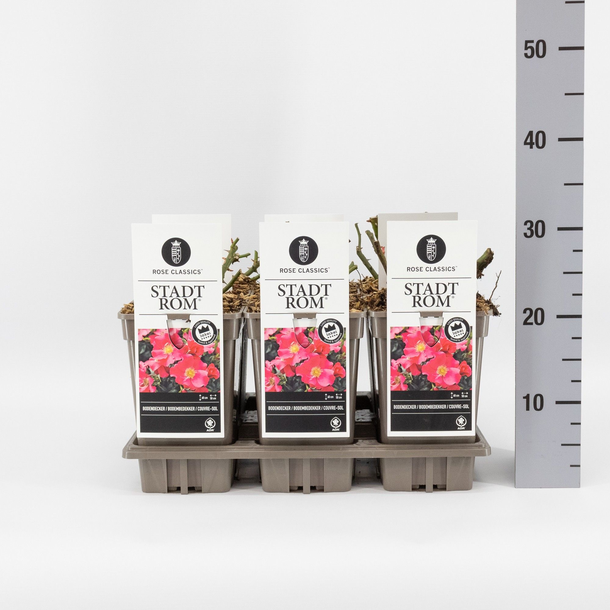 Rosa (P) Stadt Rom ®, C3, D 17 cm