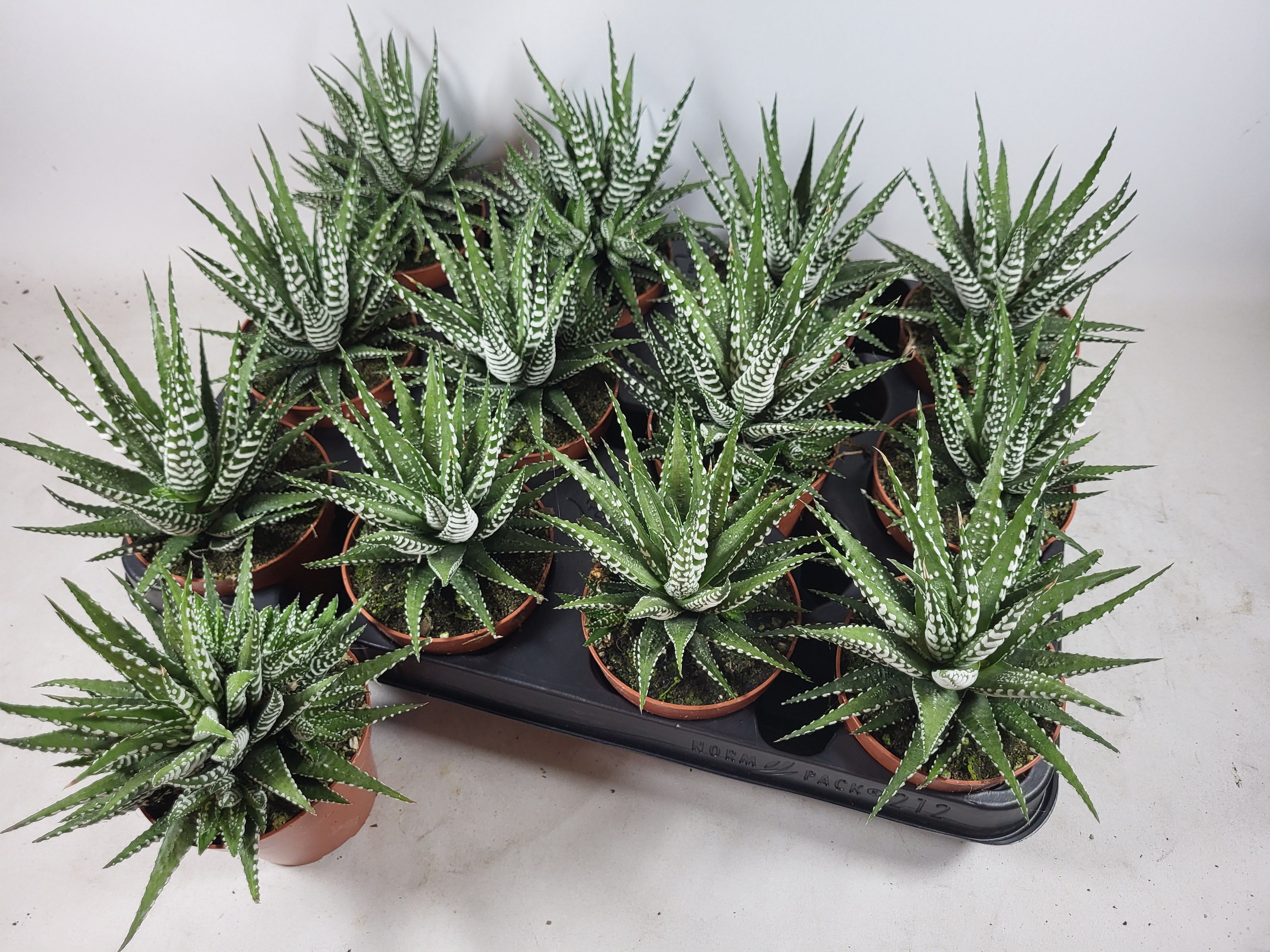Haworthia fasciata 'Big Band', D 8,5