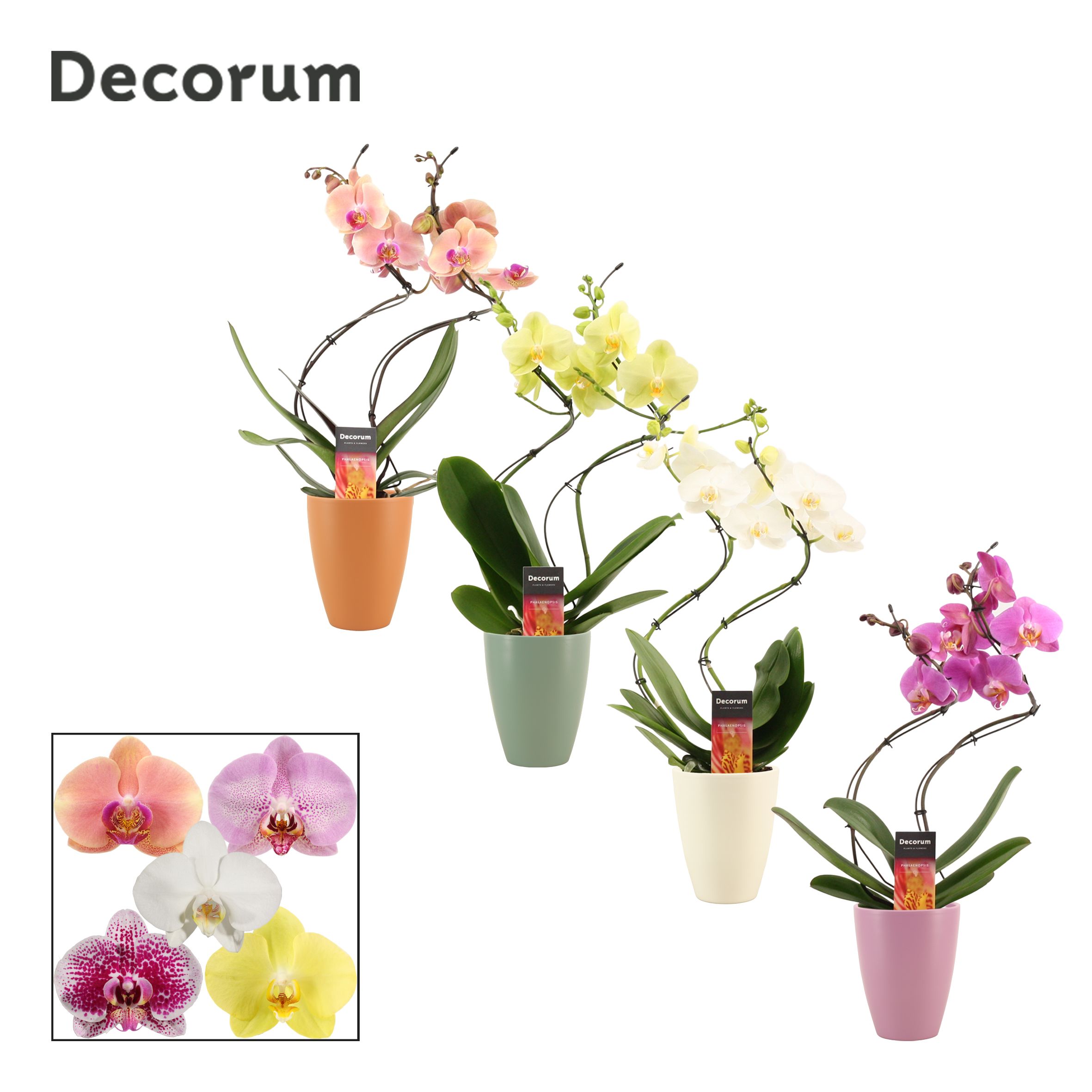 Phalaenopsis hurricane mix in Carly (Craft world-collection), D 12