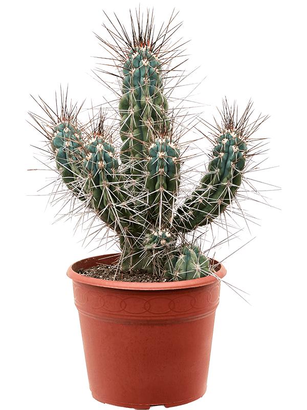 Stetsonia coryne, D 27