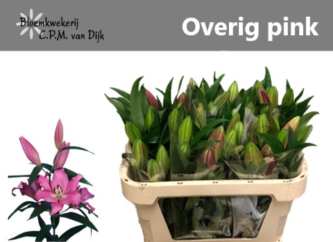 Лилия Ориентал Овериг 80, шт.