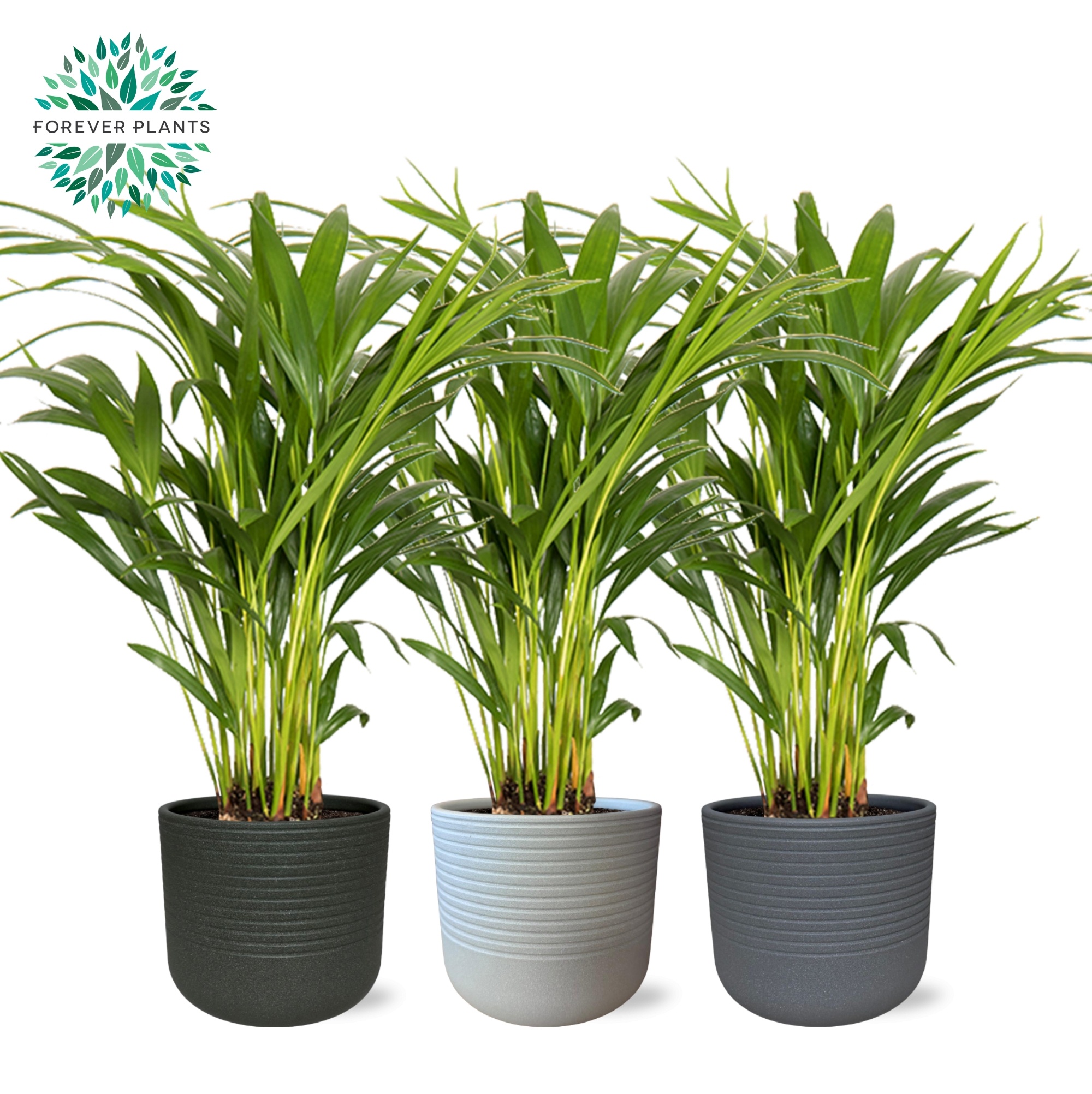 Areca Dypsis lutescens p14 in VIVIAN Keramiek, D 14