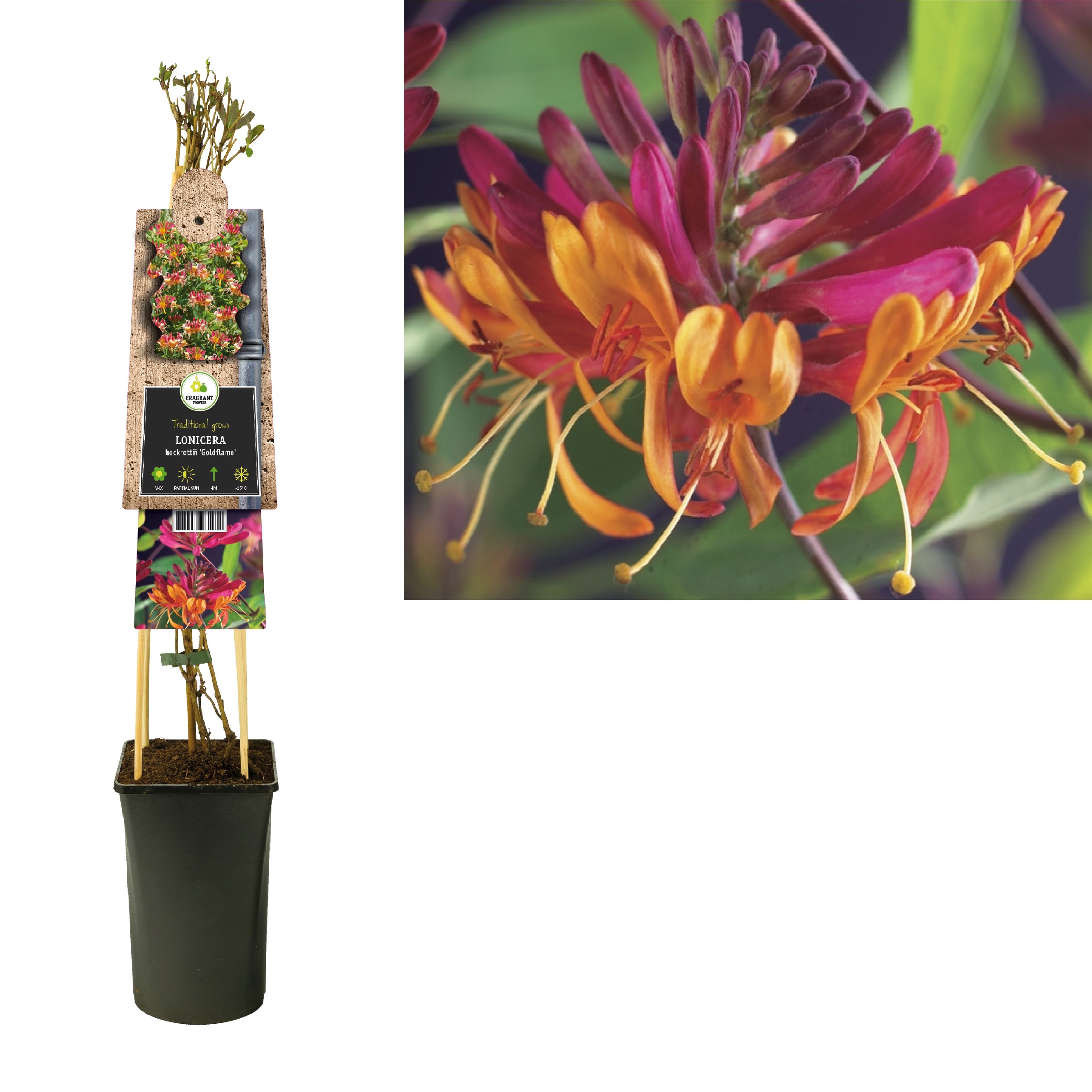 Lonicera heckrottii 'Goldflame' +3.0 label, D 17
