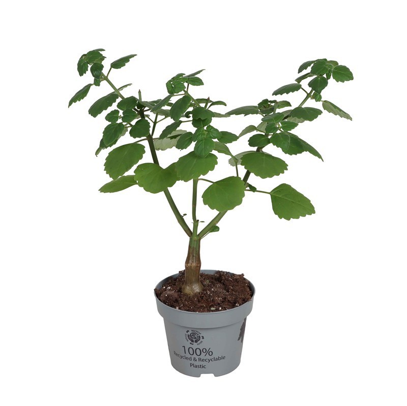 PLECTRANTHUS ERNSTII 'Bonsai', D 12