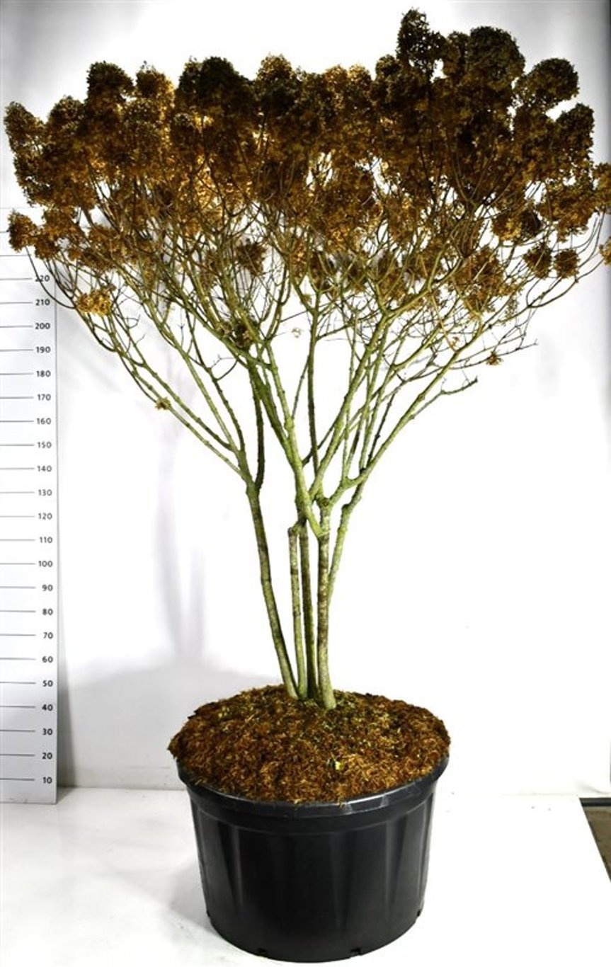 Hydrangea pan. 'Limelight', D 96