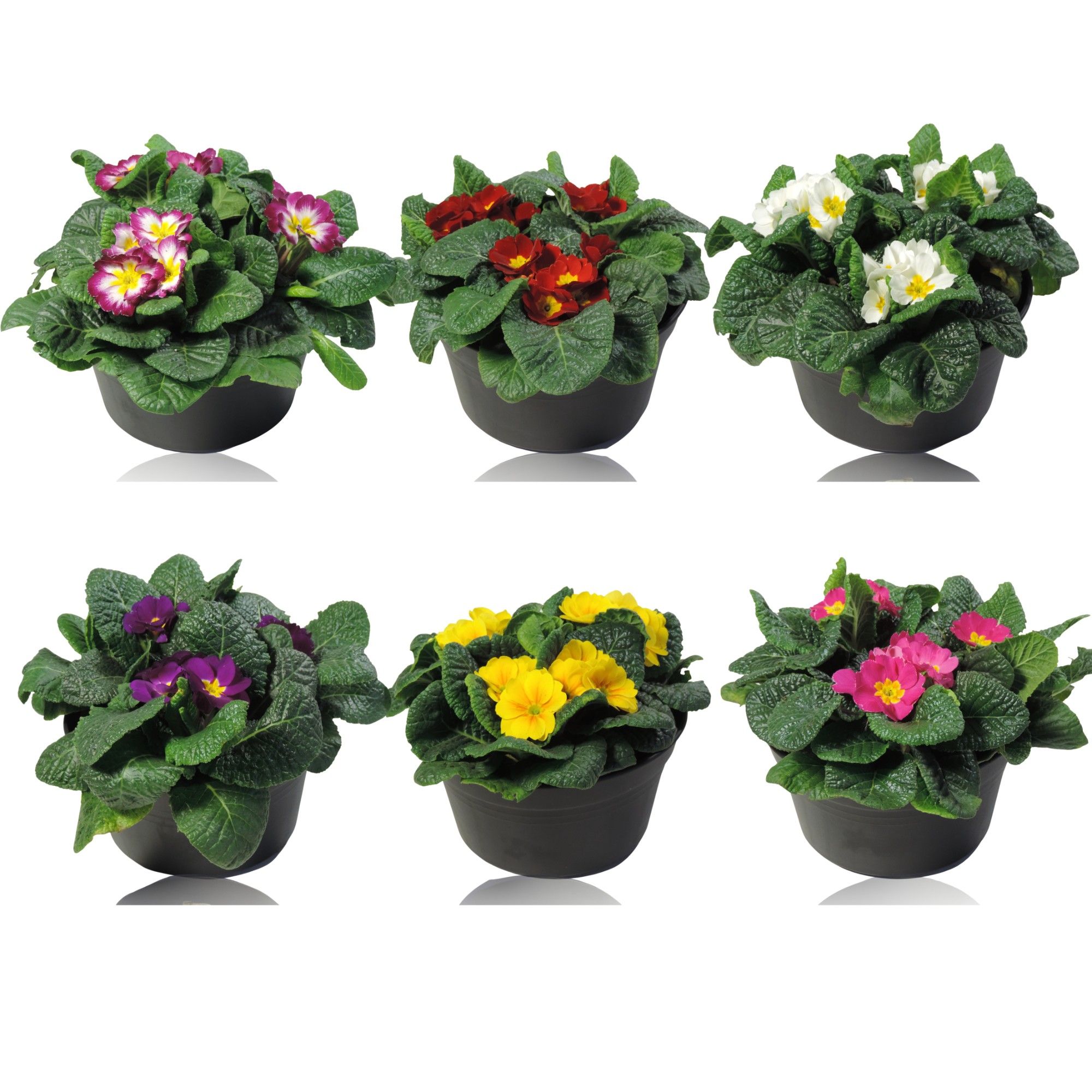 Primula Acaulis Gemengd Schaal 19 cm, D 19