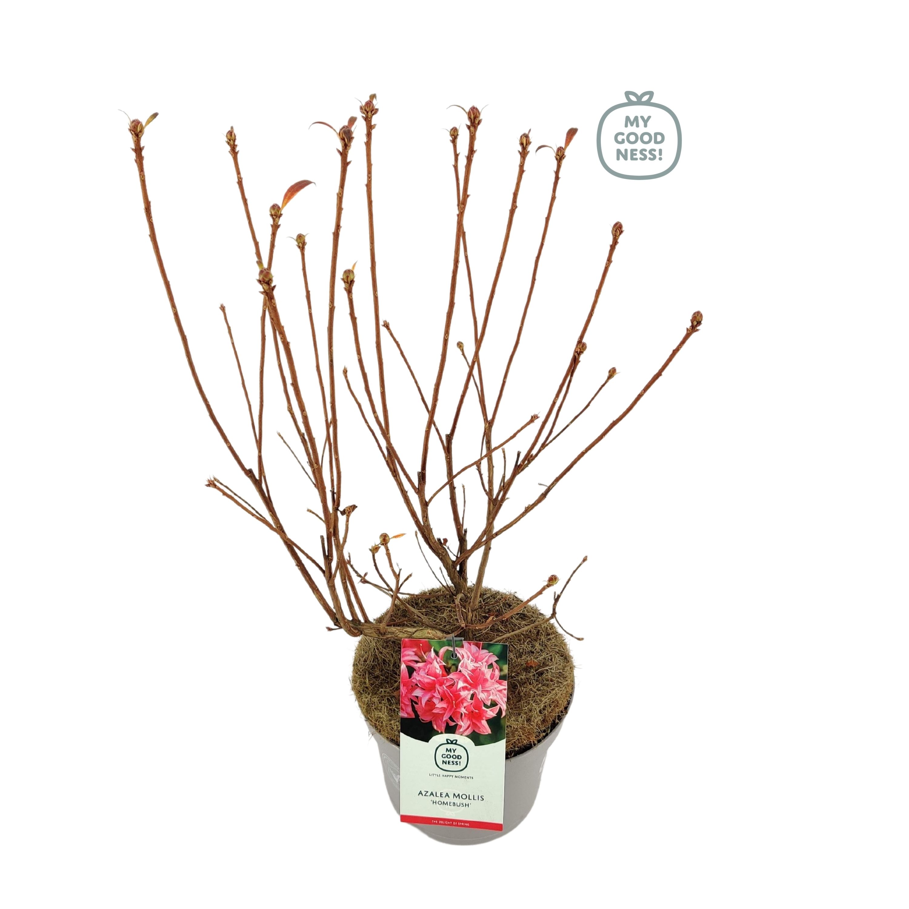 Azalea Mollis 40 /C5 'Homebush', D 23