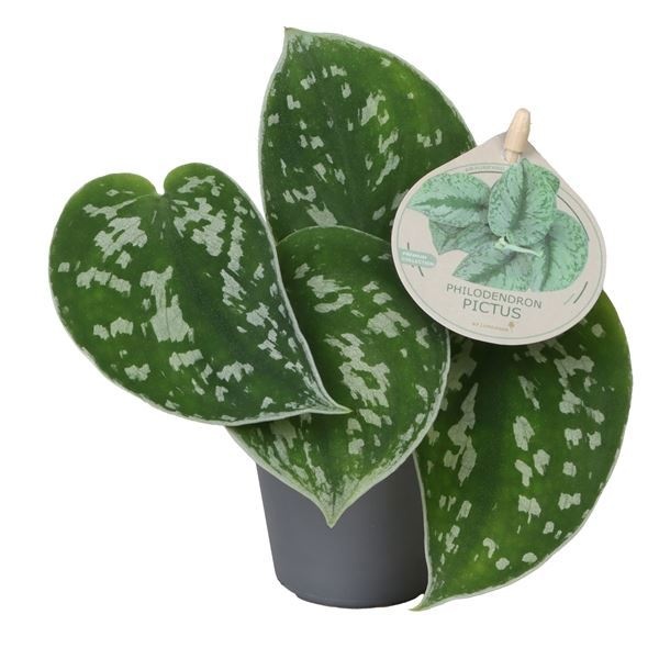 Philodendron Scandens Pictus W. Label 6 cm, D 6 cm Philodendron Scandens Pictus W. Label 6 cm, D 6 cm