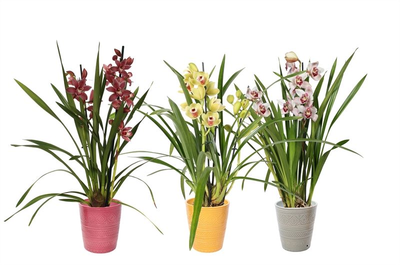 Zoe p12 tribal safari mix Cymbidium mix 2T10+, D 12 cm