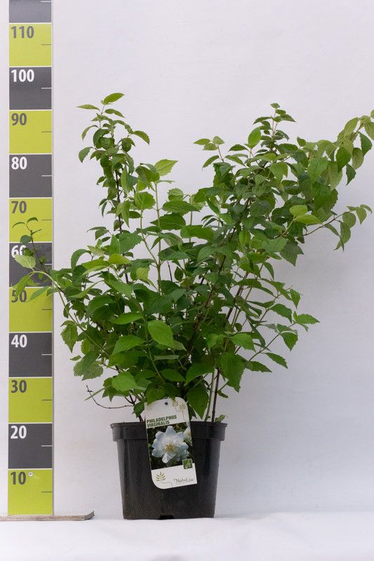 Philadelphus virginal C 7,5, D 27 cm