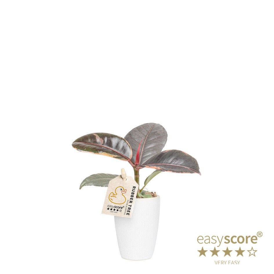 Classic White, Ficus elastica, ´Belize´, D 7 cm Classic White, Ficus elastica, ´Belize´, D 7 cm