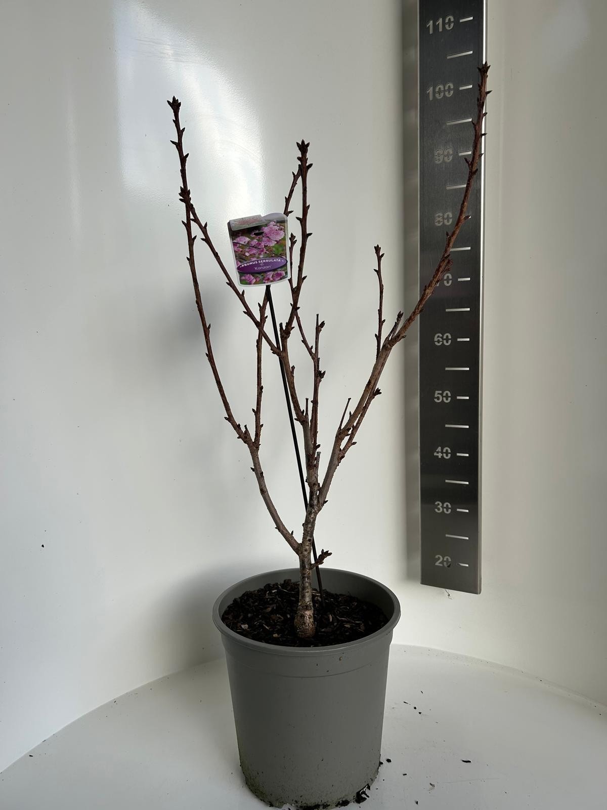 Prunus ser. Kanzan, D 27