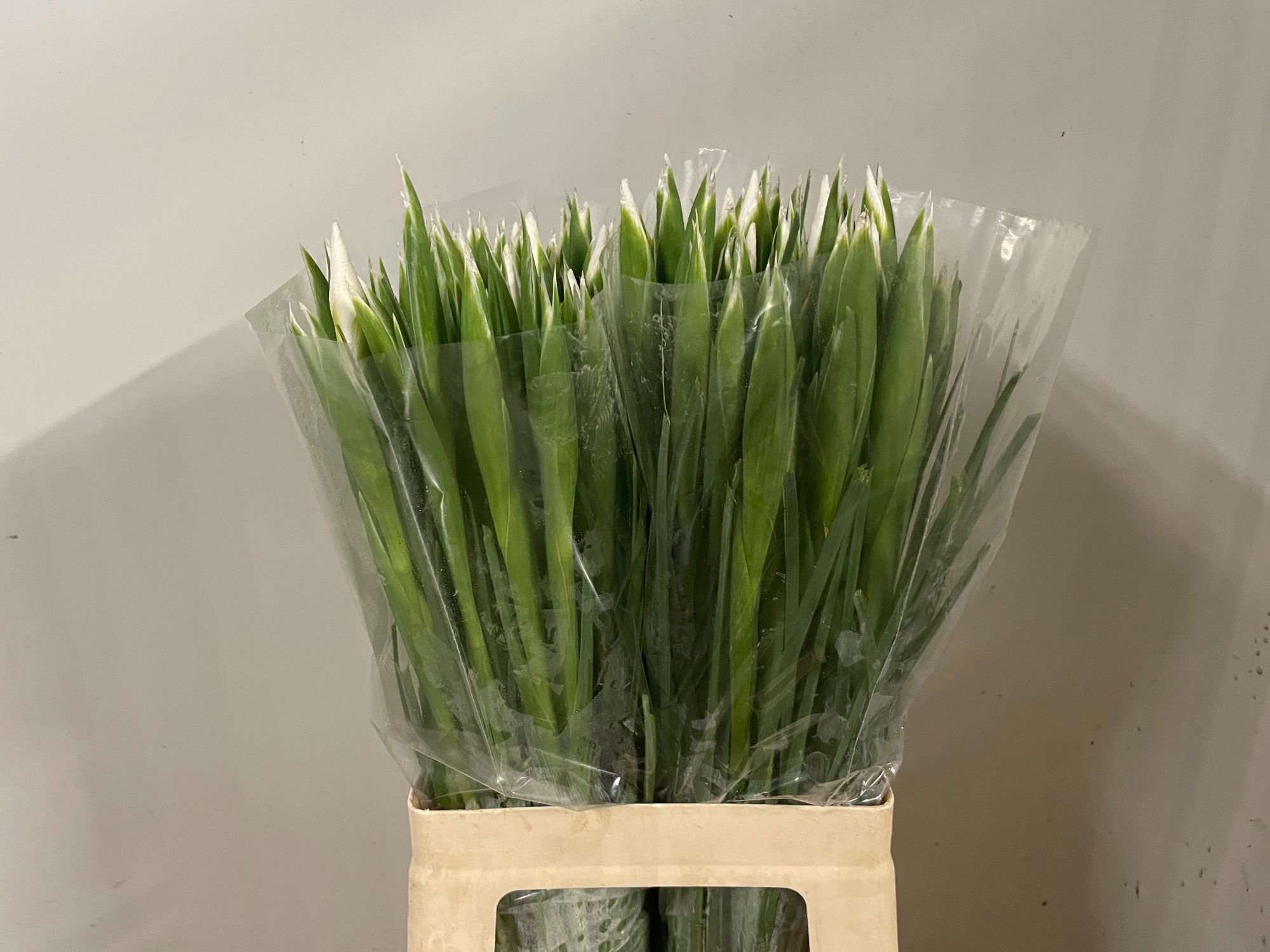 Ирис Касабланка (бел.), шт.