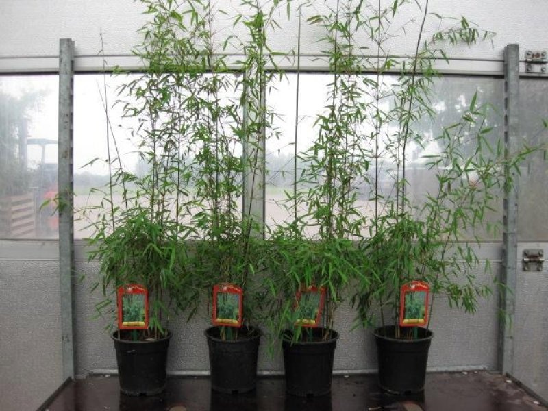 Fargesia 'Jiuzhaigou 1', D 18