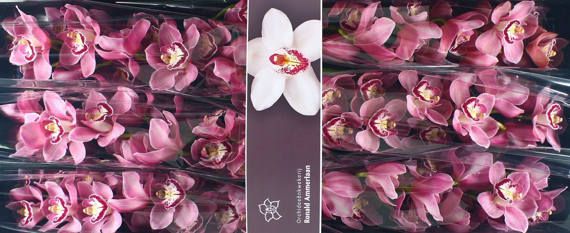 Цимбидиум Эсмеральда x6 80, шт.