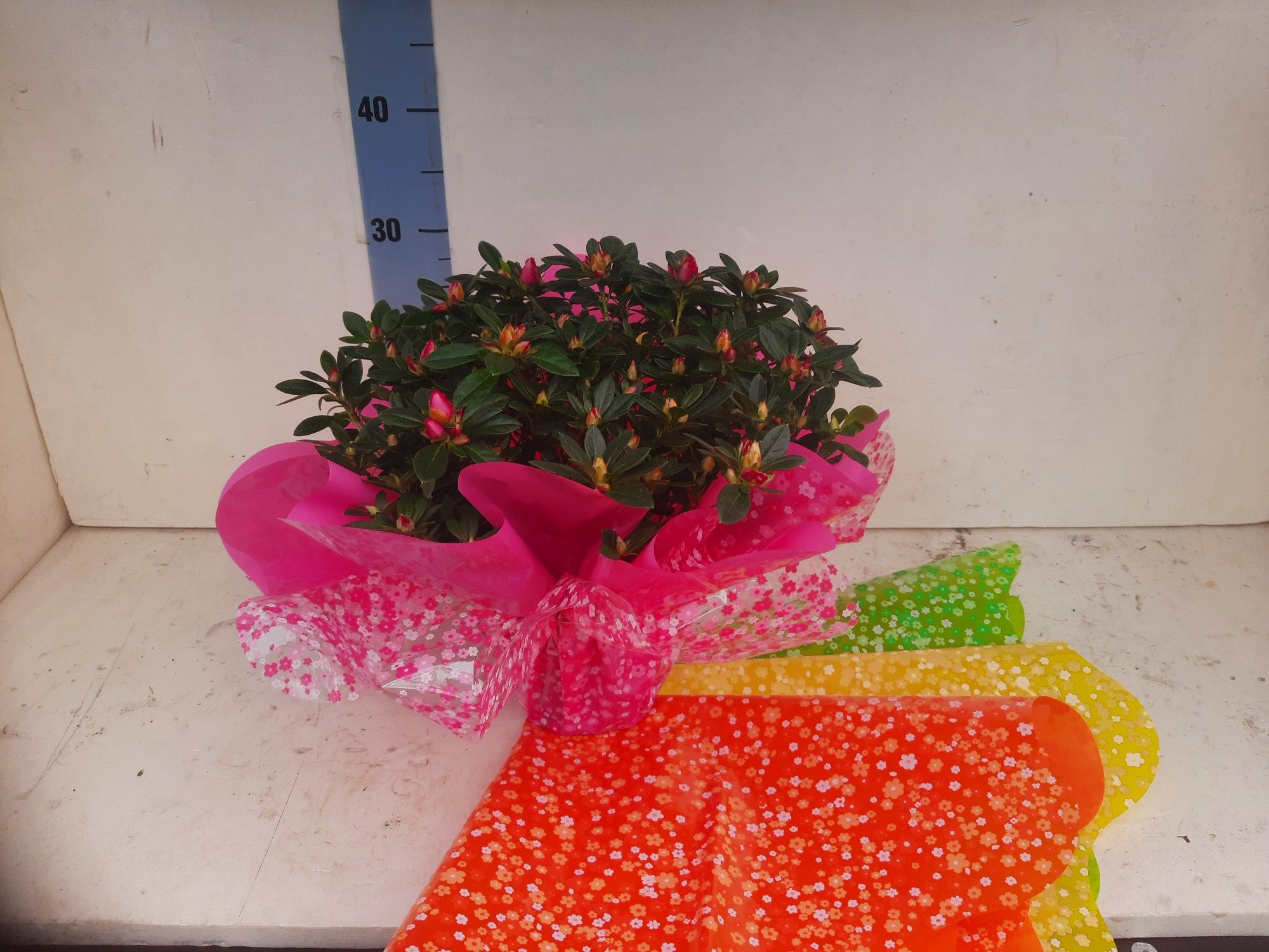 azalea indica lenterondel 35 cm, D 15