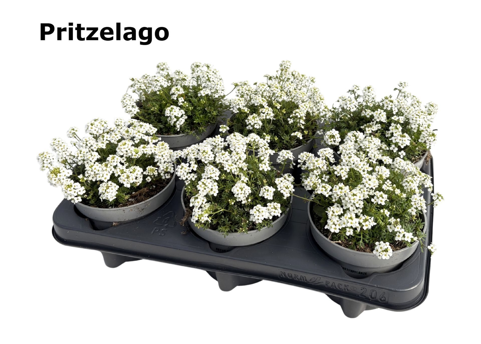 Pritzelago alpina 'ICE CUBE', D 12 cm