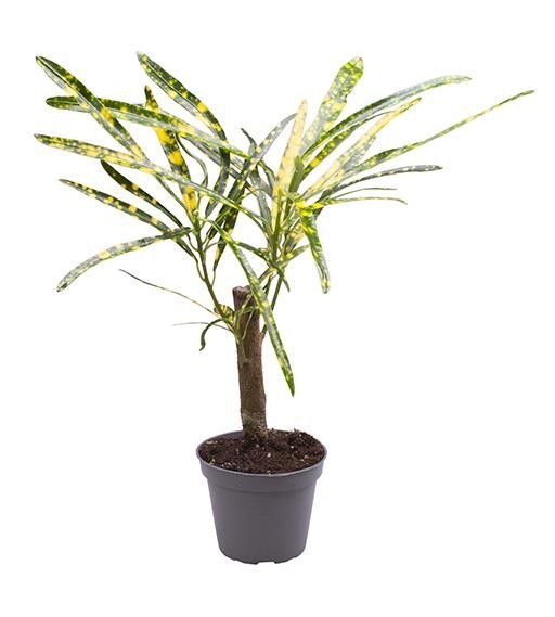 CODIAEUM VARIEGATUM 'PICTUM', D 6