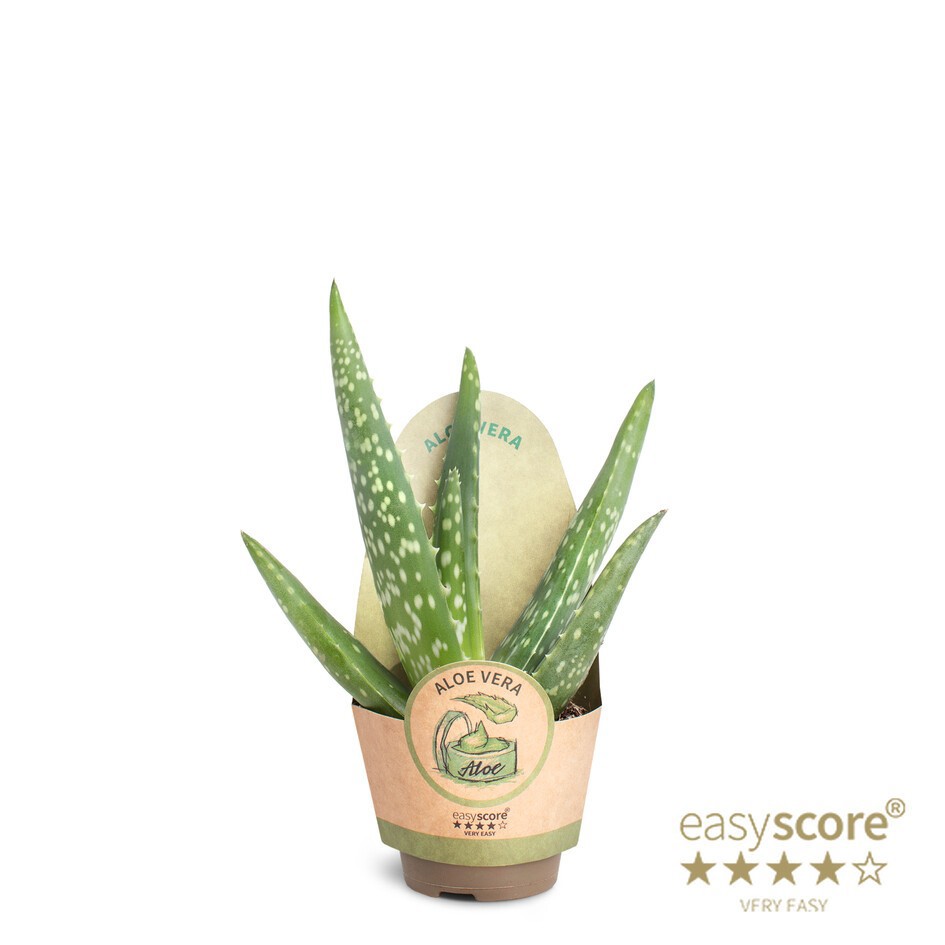 Aloe vera, D 6