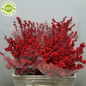 Илекс Красные ягоды 60, шт.